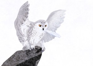 Valdís, die Schnee-Eule